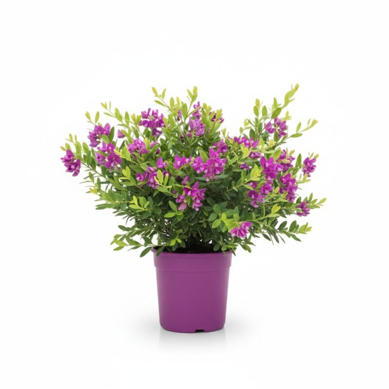 Polygala Bush