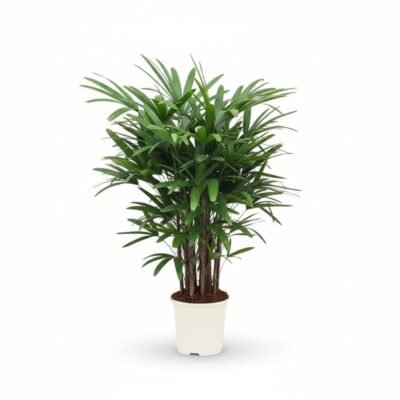 Rhapis excelsa - 110