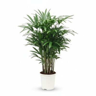 Rhapis excelsa - 130