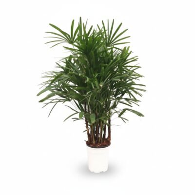 Rhapis excelsa - 140