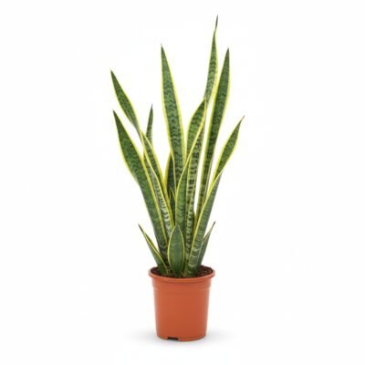 Sansevieria trifasciata ‘Laurentii’ – Vrouwentong Laurentii - 50
