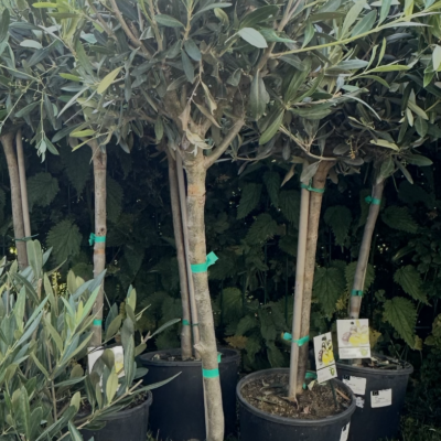 Olea Europaea op stam 80 cm – Olijfboom pot 19 cm - afbeelding 2