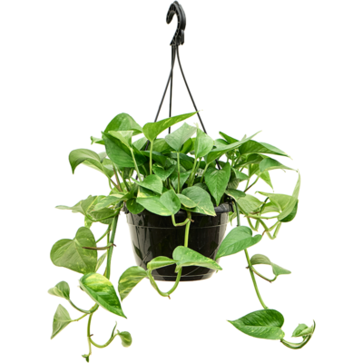 Scindapsus (Epipremnum) ‘Aureum’ Hangplant - afbeelding 2