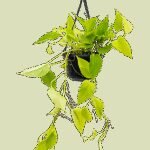 Scindapsus Golden Pothos - Hangplant