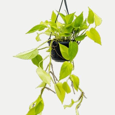 Scindapsus Golden Pothos - Hangplant