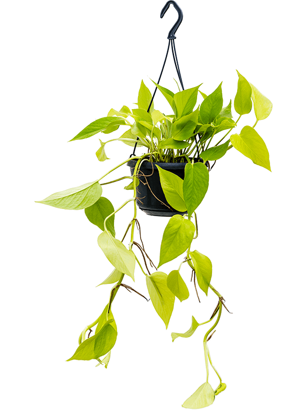 Scindapsus Golden Pothos - Hangplant