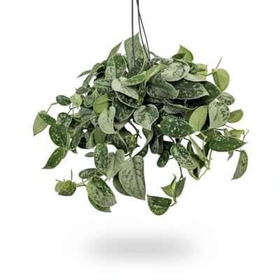Scindapsus Pictus Silvery Ann Ampel Hangplant