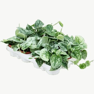 Scindapsus pictus ‘Silvery Ann’ - afbeelding 2