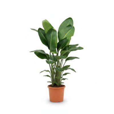 Strelitzia nicolai – Paradijsvogelplant 6pp - 185