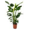 Strelitzia nicolai 5pp