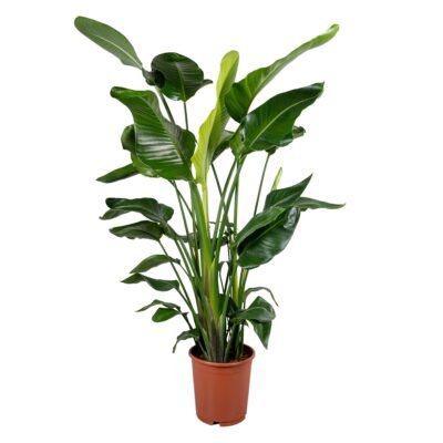 Strelitzia nicolai 5pp