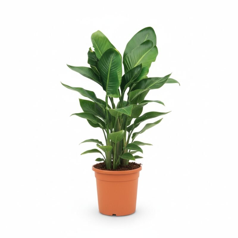 Strelitzia nicolai – Paradijsvogelplant 6pp