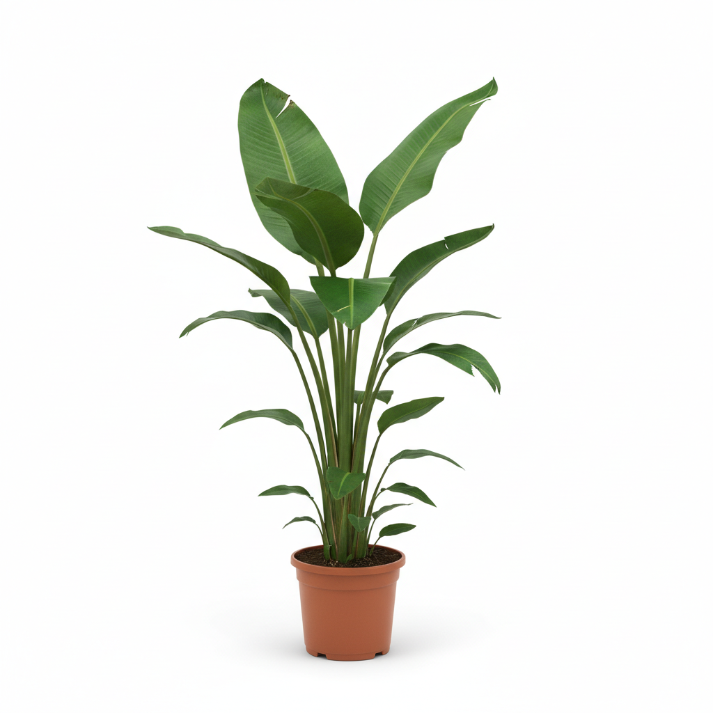 Strelitzia Nicolai kopen bij Plantscount