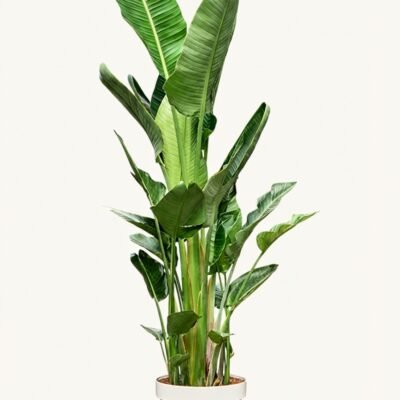 Strelitzia nicolai 6pp