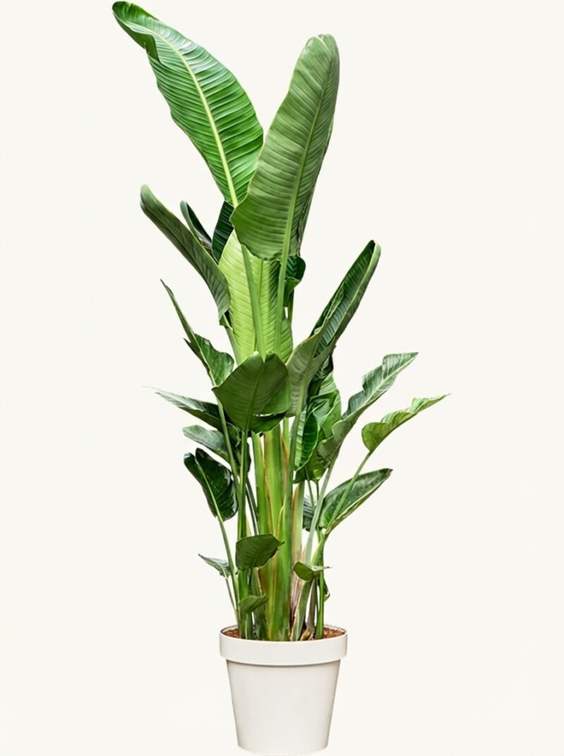 Strelitzia nicolai 6pp