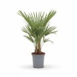 Trachycarpus 'fortunei'