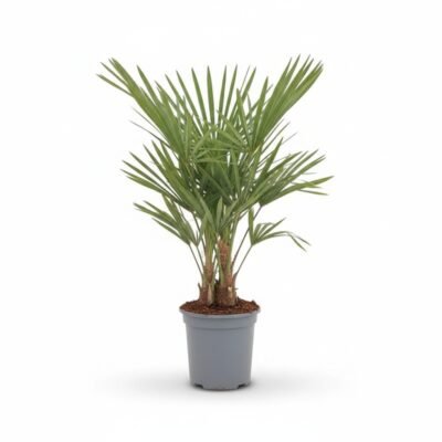 Trachycarpus 'fortunei'