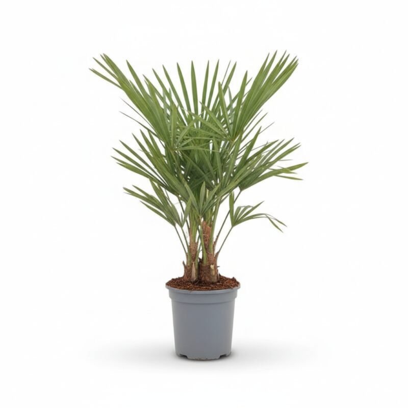 Trachycarpus 'fortunei'