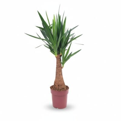 Yucca elephantipes - Stam - 100