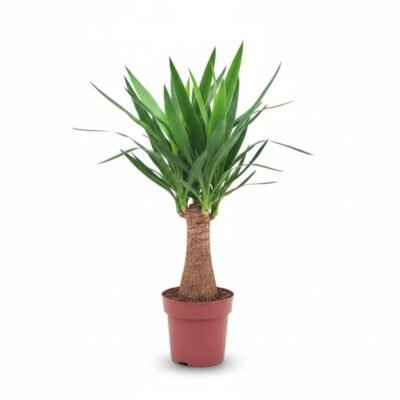 Yucca elephantipes - Stam - 80