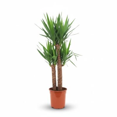 Yucca elephantipes - 2 stammen - 120