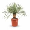 Yucca rostrata