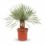Yucca rostrata