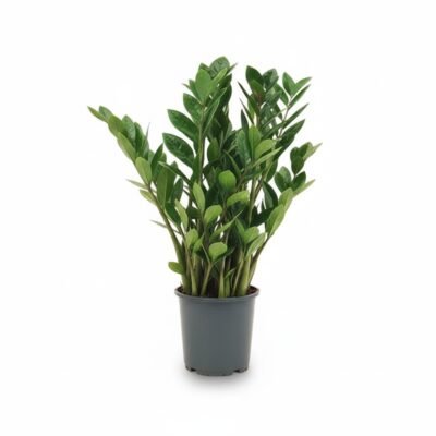 Zamioculcas zamiifolia - 60