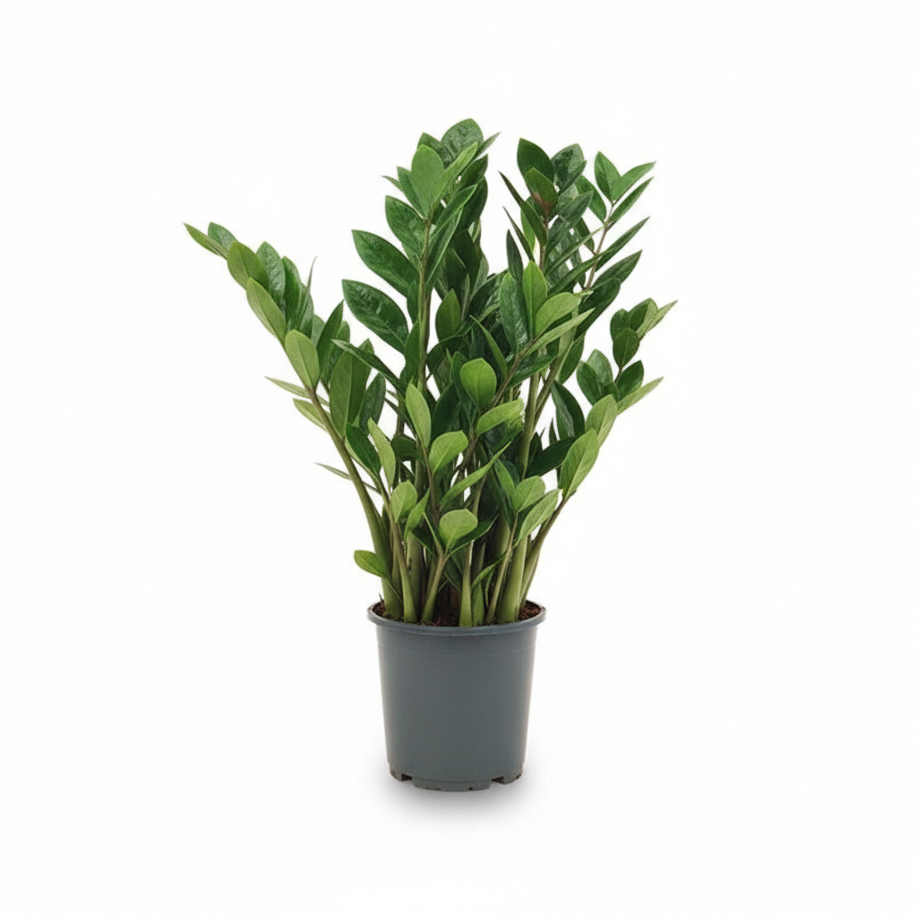 Zamioculcas kopen bij Plantscount