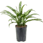 Aglaonema – ‘Cutlass’ Toef