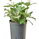 Dracaena godseffiana 'Florida beauty' Toef