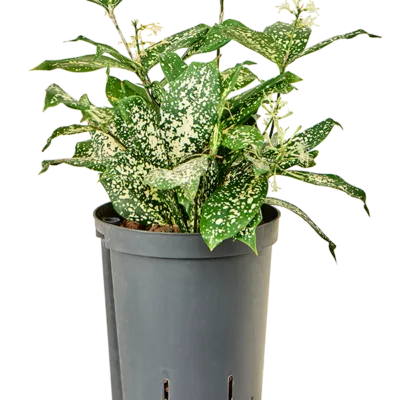 Dracaena godseffiana - 40