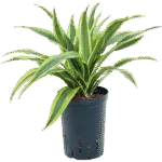 Drakenbloedboom – ‘Lemon Lime’ Kop 2pp