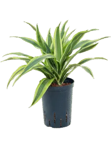 Dracaena Marginata Kop