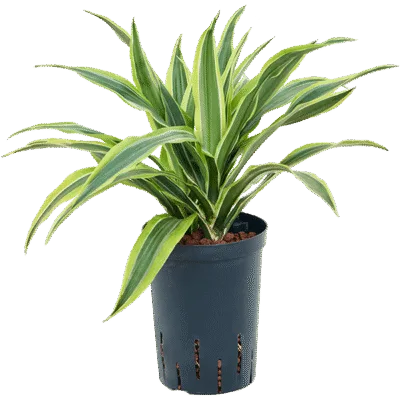 Drakenbloedboom – ‘Lemon Lime’ Kop 2pp