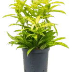 Dracaena surculosa 'Mike' Toef