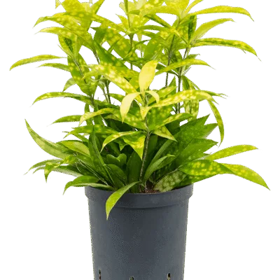 Dracaena surculosa 'Mike' Toef