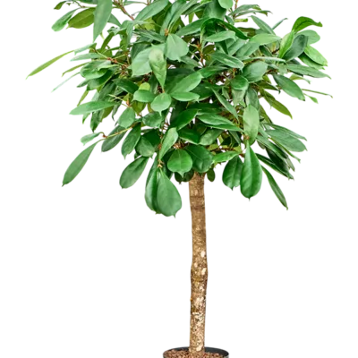 Ficus cyathistipula - Stam