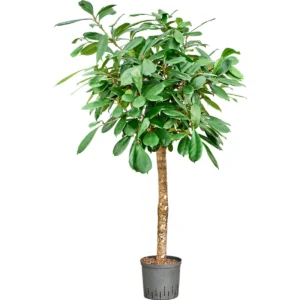 Ficus Stam