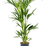 Kentiapalm – Toef 6pp