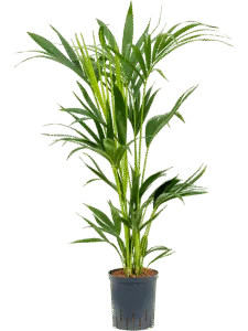 Kentia Palm Toef