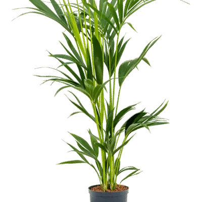 Kentiapalm – Toef 6pp