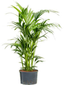 Kentia Palm Toef