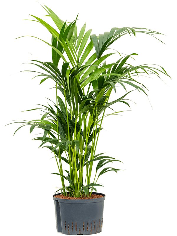 Kentia Palm kopen bij Plantscount