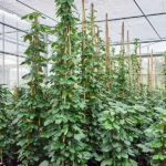 Tetrastigma voinierianum Piramide