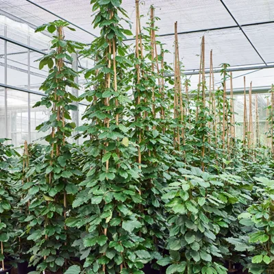 Tetrastigma voinierianum Piramide