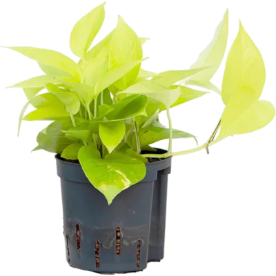 Scindapsus (Epipremnum) 'Golden pothos' - Hydrocultuur