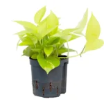 Scindapsus (Epipremnum) 'Golden pothos' Hanger