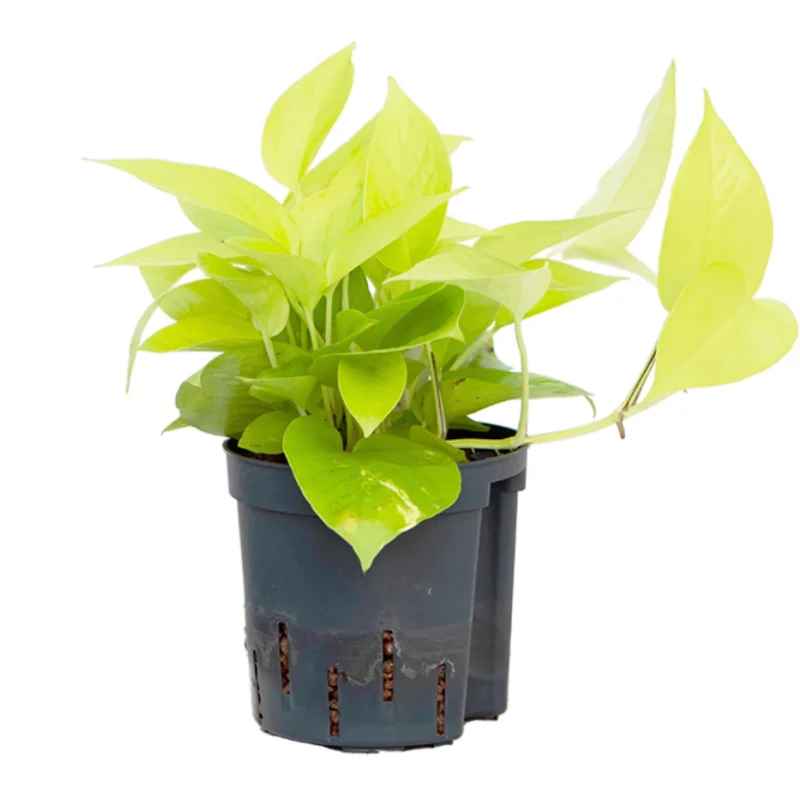 Scindapsus (Epipremnum) 'Golden pothos' Hanger