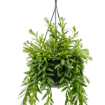 Lipstickplant – ‘Japhrolepis’ Hanger